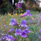 Photo: An Arboretum All-Star, Santa Margarita foothill penstemon (Penstemon heterophyllus Margarita BOP)