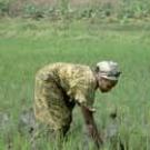 Woman in big rice field bending over.