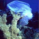 Plastic bag in ocean snagged on coral reef