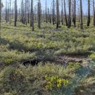 Carpet of vegetation in a stand of trees burned by wildfire in the Sierra Nevada mountains of California. 