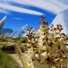 Mojave yucca grows near a solar facility in the Mojave Desert.