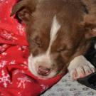 Photo: Puppy on blanket.