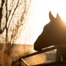 Silhouette of a horse's head and neck in morning light