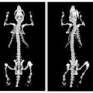 photo scan of two rat skeletons