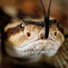 Photo: head of rattle snake face on, with tongue out