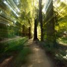 Redwood Grove, abstract view 