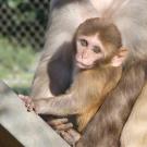 Rhesus monkey infant with mother