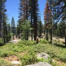 Researcher with transect line stands in Sierra Nevada forests affected by drought