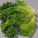 Photo: romaine lettuce