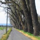Bike path lies between pasture and line of trees alongside road.