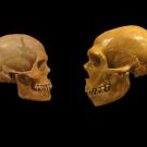 Human and Neanderthal skulls