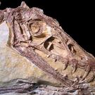 Photo: fossilized dinosaur in stone