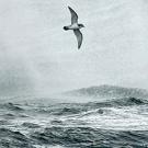 Bird flying above a stormy sea