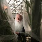 Man with a very long white beard in a green house behind plastic-wrapped plants