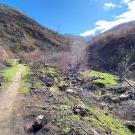 Stebbins Cold Canyon trail