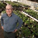 Steve Knapp standing in front of rows of strawberry plants in a greenhouse