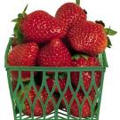 Photo:basket of strawberries