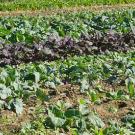Row crops, including lettuce in a field