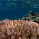 Tabletop coral, Cook Islands
