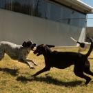 Photo: Three dogs in TRACS play yard