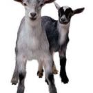 Photo: two kid goats
