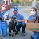 Veterinary students in blue scrubs tend to a collection of goats.