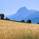 Ripe wheat field with mountain and village in the background