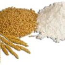 Photo: wheat grains and wheat flour