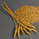Photo: wheat stalks and grains in a pile