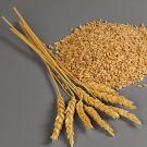 Photo: wheat stalks and grain