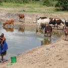 Photo: woman standing at water's edge with cattle standing and drinking in the water near her.