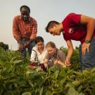 Four researchers measure soil moisture content in an agricultural crop at UC Davis Agricultural Research Farm