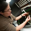 Woman in marine laboratory looks at young white abalone attached to piece of dulse 