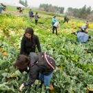 Students picking vegetables in field