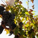 Wine grapes growing in vineyard at UC Davis