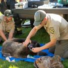 Wildlife officers put ear tag on bear.