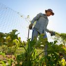 Female college student tends sweet peppers in field at UC Davis' Student Farm. 