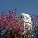 UC Davis water tower on a sunny day with pink flowers in the foreground