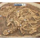 Fossil dinosaur skeletons tangled together 