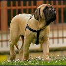 English Mastiff puppy stands outside on grass. A new UC Davis study updates guidelines on when to neuter or spay a dog to avoid health risks. (Claudio Gennari via Flickr CC by 4.0))