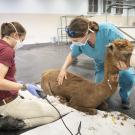Two veterinarians examine a brown alpaca with burn injuries from LNU Lightning Complex Fire in 2020. (UC Davis School of Veterinary Medicine)