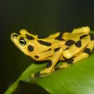 A Panamanian golden frog sits on a leaf. It has a yellow body and large black dots.