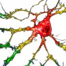Graphic of colored neurons