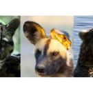 Headshots of a big cat, African wild dog and a grizzly bear. 