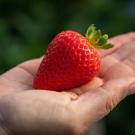 A new strawberry variety called Eclipse is held in a hand. The variety was bred to be resistant to Fusarium wilt, a deadly fungal disease.