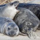 A group of seals lounging on the beach, some with open mouths, against a sandy backdrop.