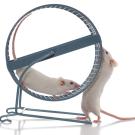 Stock image of two white mice with an exercise wheel 