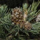 close of cone and needles on whitebark pine tree