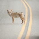 coyote on a highway with glimpse of car in view
