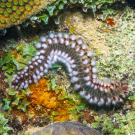 Colorful, bristled worm-like animal among brightly colored coral. 